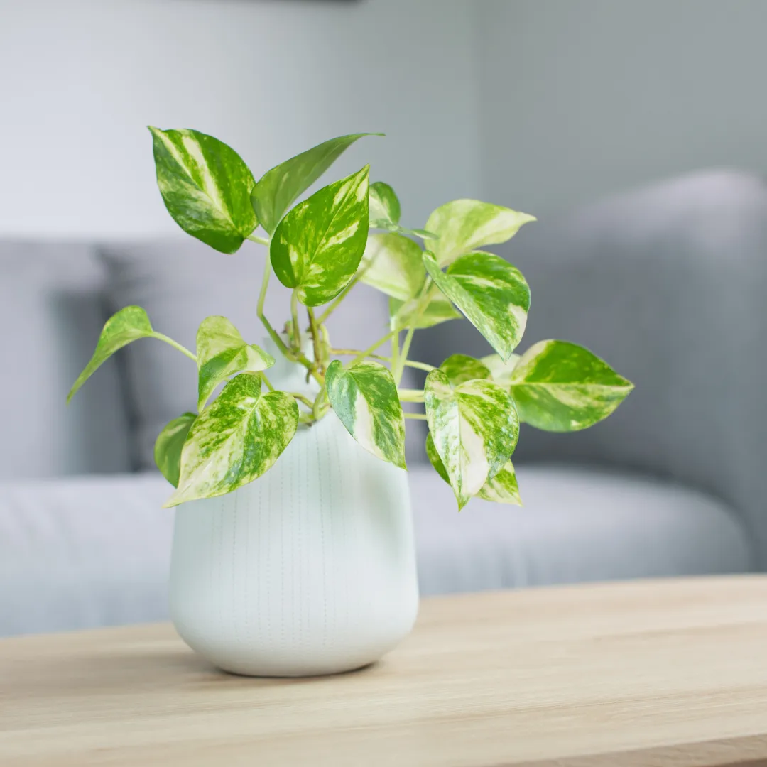 How HVAC Maintenance Can Help Save You Money on Energy Bills4 plant