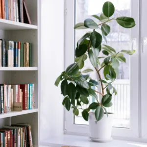 indoor plant air quality